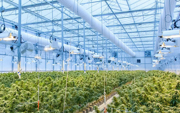 greenhouse-and-protected-crops