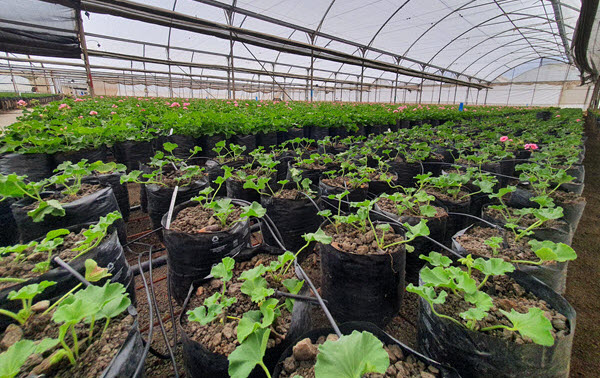 propagation-and-nursuries