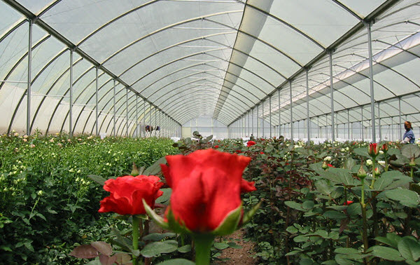 roses-and-flowers