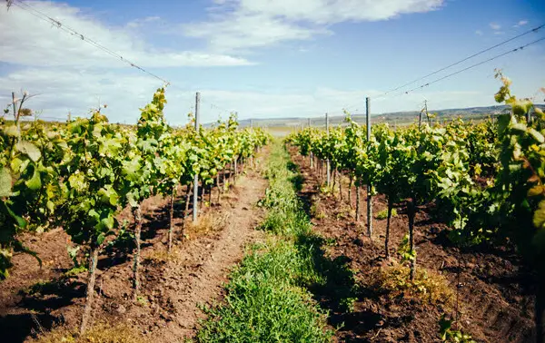 vineyards-nd-applications